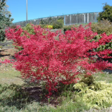 Acer palmatum 'Shin-deshojo' (Japanese Maple) Tree
