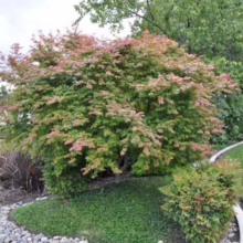 Acer palmatum 'Shin-deshojo' (Japanese Maple) Tree