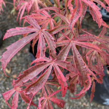Acer palmatum 'Shirazz' (Japanese Maple) Foliage