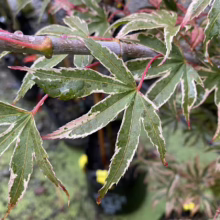 Acer palmatum 'Shirazz' (Japanese Maple) Foliage