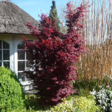 Acer palmatum 'Skeeter's Broom' (Japanese Maple) Tree