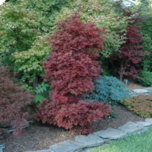 Acer palmatum 'Skeeter's Broom' (Japanese Maple) Tree