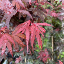 Acer palmatum 'Skeeter's Broom' (Japanese Maple) Foliage