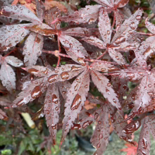 Acer palmatum 'Skeeter's Broom' (Japanese Maple) Foliage