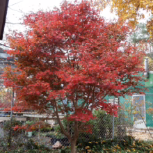 Acer palmatum 'Trompenburg' (Japanese Maple) Tree