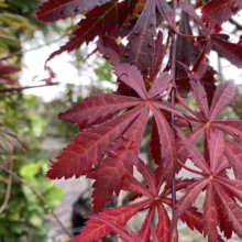 Acer palmatum 'Trompenburg' (Japanese Maple) Foliage