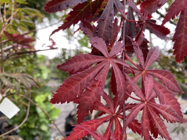 <i>Acer palmatum</i> 'Trompenburg' - Image 4