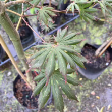 Acer palmatum 'Trompenburg' (Japanese Maple) Foliage