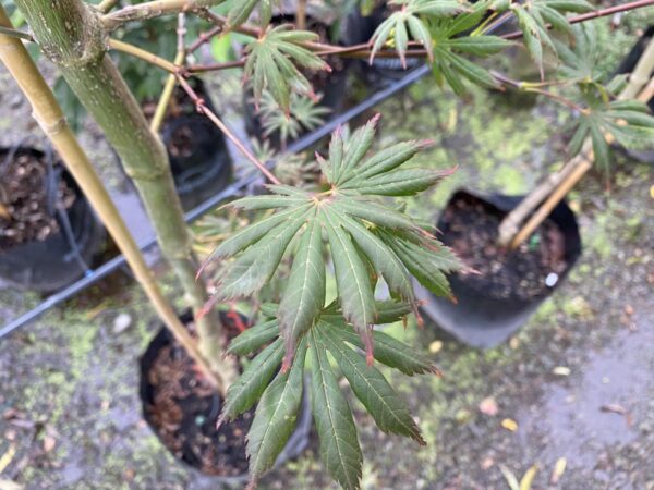 <i>Acer palmatum</i> 'Trompenburg' - Image 5