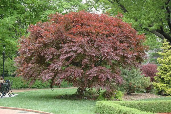 <i>Acer palmatum</i> 'Trompenburg'