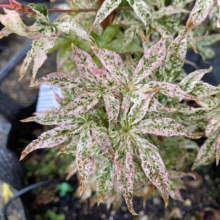 Acer palmatum 'Ukigumo' (Japanese Maple) Foliage