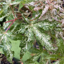 Acer palmatum 'Ukigumo' (Japanese Maple) Foliage