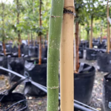 Acer palmatum 'Ukon' (Japanese Maple) Bark