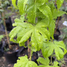 Acer palmatum 'Ukon' (Japanese Maple) Foliage