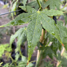 Acer palmatum 'Ukon' (Japanese Maple) Foliage