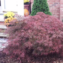 Acer palmatum var. dissectum 'Crimson King' (Japanese Maple) Tree