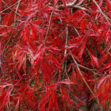 Acer palmatum var. dissectum 'Crimson Queen' (Japanese Maple) Foliage