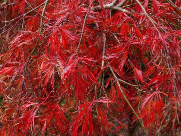 <i>Acer palmatum</i> var. <i>dissectum</i> 'Crimson Queen' - Image 2