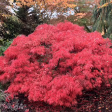 Acer palmatum var. dissectum 'Crimson Queen' (Japanese Maple) Tree