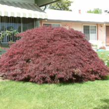 Acer palmatum var. dissectum 'Crimson Queen' (Japanese Maple) Tree