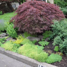 Acer palmatum var. dissectum 'Crimson Queen' (Japanese Maple) Tree