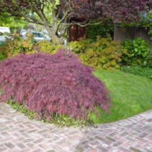Acer palmatum var. dissectum 'Crimson Queen' (Japanese Maple) Tree