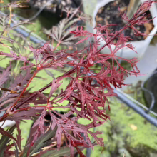 Acer palmatum var. dissectum 'Crimson Queen' (Japanese Maple) Foliage