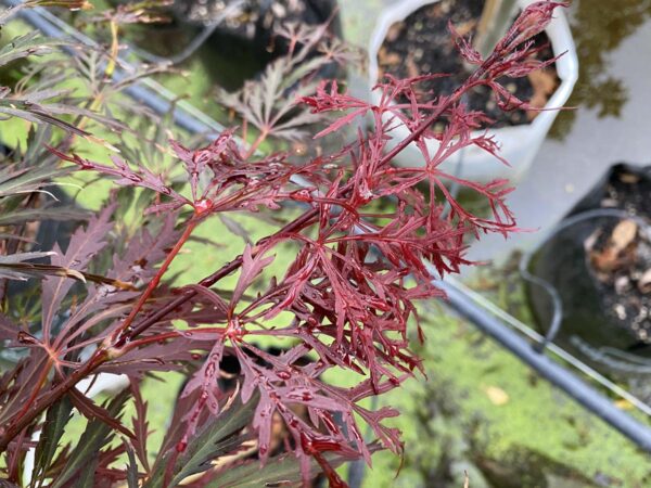 <i>Acer palmatum</i> var. <i>dissectum</i> 'Crimson Queen' - Image 7