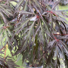 Acer palmatum var. dissectum 'Crimson Queen' (Japanese Maple) Foliage