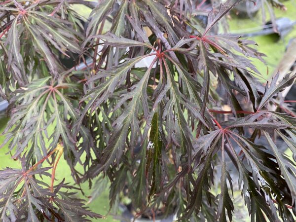 <i>Acer palmatum</i> var. <i>dissectum</i> 'Crimson Queen' - Image 8