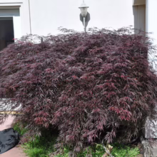 Acer palmatum var. dissectum 'Crimson Queen' (Japanese Maple) Tree