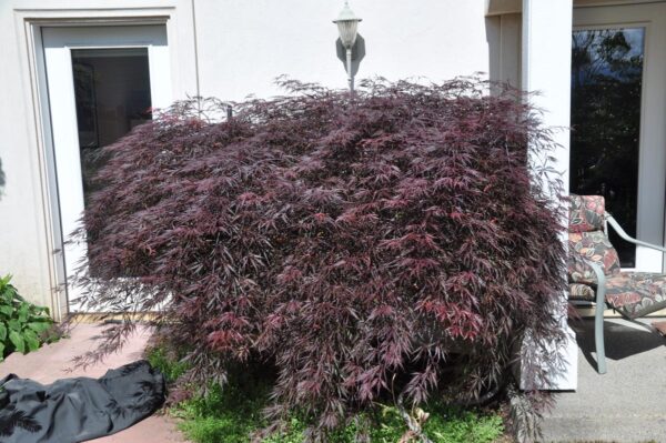 <i>Acer palmatum</i> var. <i>dissectum</i> 'Crimson Queen' - Image 9