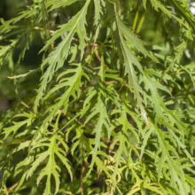 Acer palmatum var. dissectum 'Flavescens' (Japanese Maple) Foliage