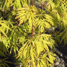 Acer palmatum var. dissectum 'Flavescens' (Japanese Maple) Foliage