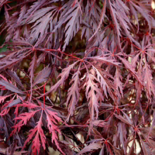 Acer palmatum var. dissectum 'Garnet' (Japanese Maple) Foliage