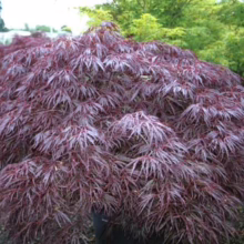 Acer palmatum var. dissectum 'Garnet' (Japanese Maple) Tree
