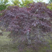 Acer palmatum var. dissectum 'Garnet' (Japanese Maple) Tree