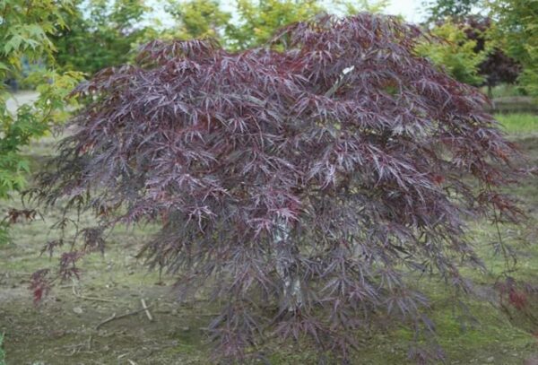 <i>Acer palmatum</i> var. <i>dissectum</i> 'Garnet' - Image 4