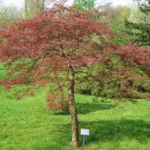 Acer palmatum var. dissectum 'Garnet' (Japanese Maple) Tree