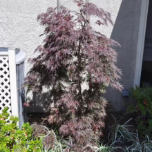 Acer palmatum var. dissectum 'Garnet' (Japanese Maple) Tree