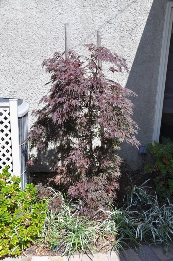 <i>Acer palmatum</i> var. <i>dissectum</i> 'Garnet' - Image 6