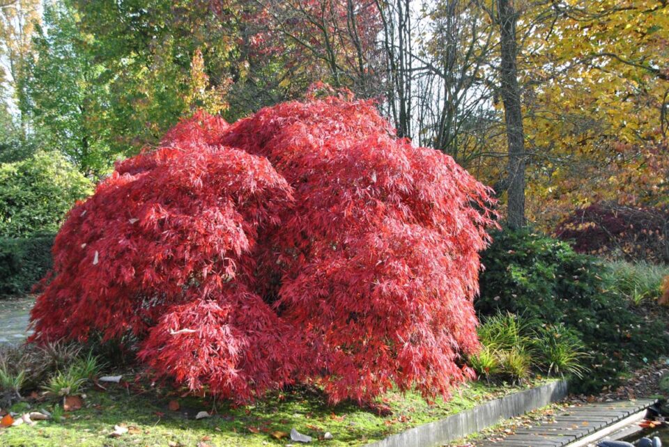 Acer palmatum var. dissectum 'Garnet' (Japanese Maple) Tree