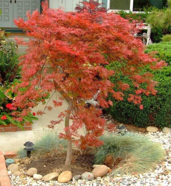 <i>Acer palmatum</i> var. <i>dissectum</i> 'Orangeola' - Image 2