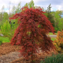 Acer palmatum var. dissectum 'Orangeola' (Japanese Maple) Tree