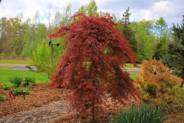 <i>Acer palmatum</i> var. <i>dissectum</i> 'Orangeola' - Image 3