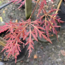 Acer palmatum var. dissectum 'Orangeola' (Japanese Maple) Foliage
