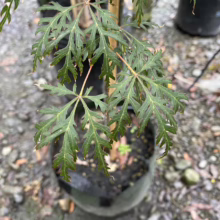 Acer palmatum var. dissectum 'Orangeola' (Japanese Maple) Foliage