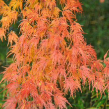 Acer palmatum var. dissectum 'Palmatifidium' (Japanese Maple) Foliage