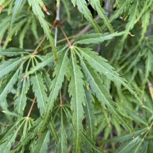 Acer palmatum var. dissectum 'Palmatifidium' (Japanese Maple) Foliage