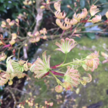 Acer palmatum var. dissectum 'Palmatifidium' (Japanese Maple) Foliage